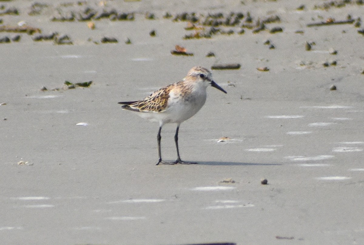 Little Stint - Samim Akhter