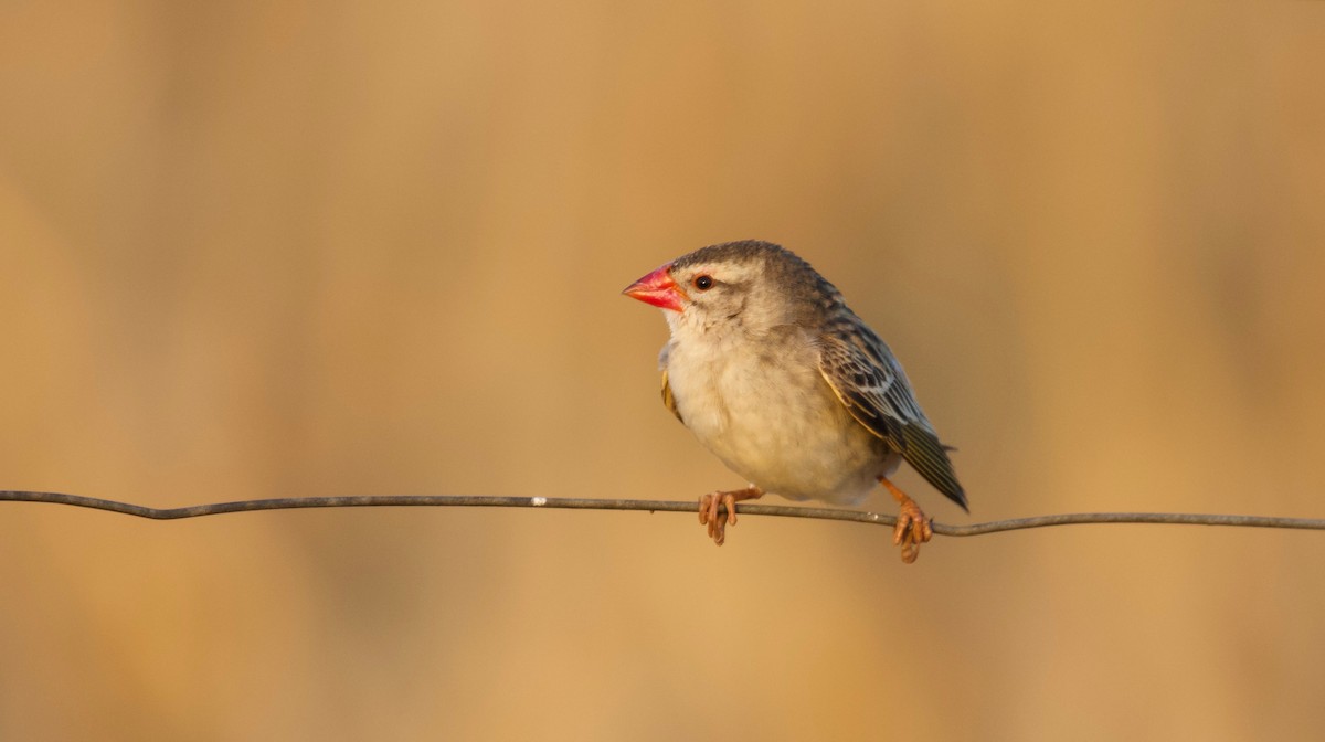 Red-billed Quelea - ML182575681