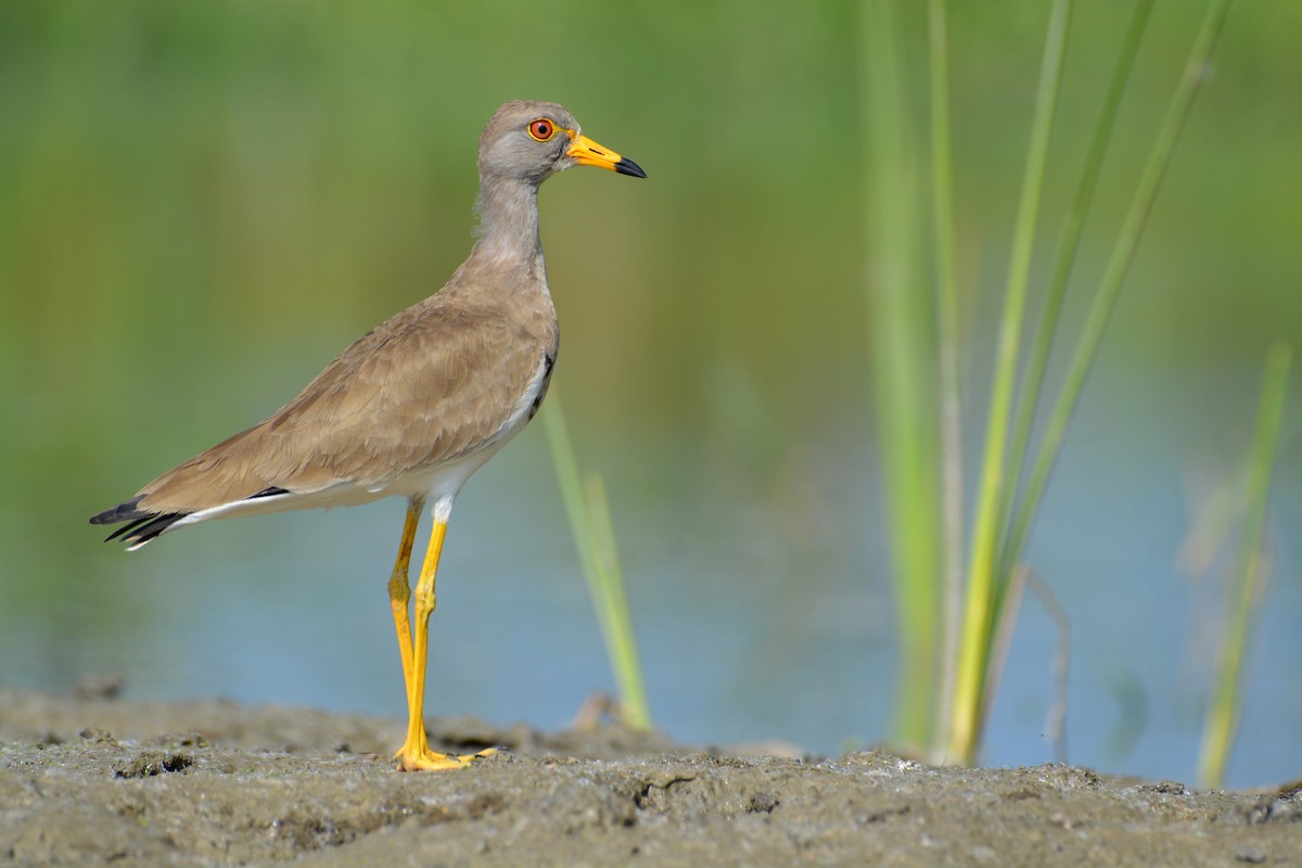 čejka šedohlavá - ML182575831