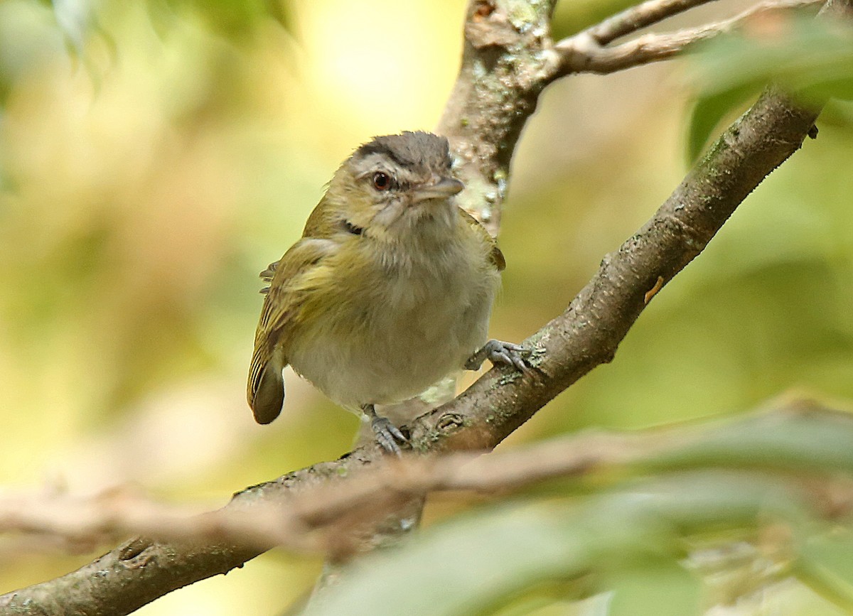 Rotaugenvireo - ML182576351