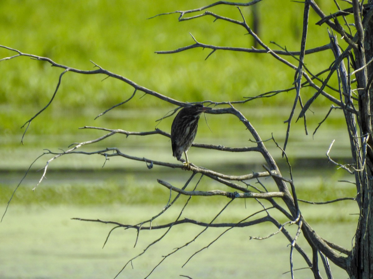 Green Heron - ML182576941