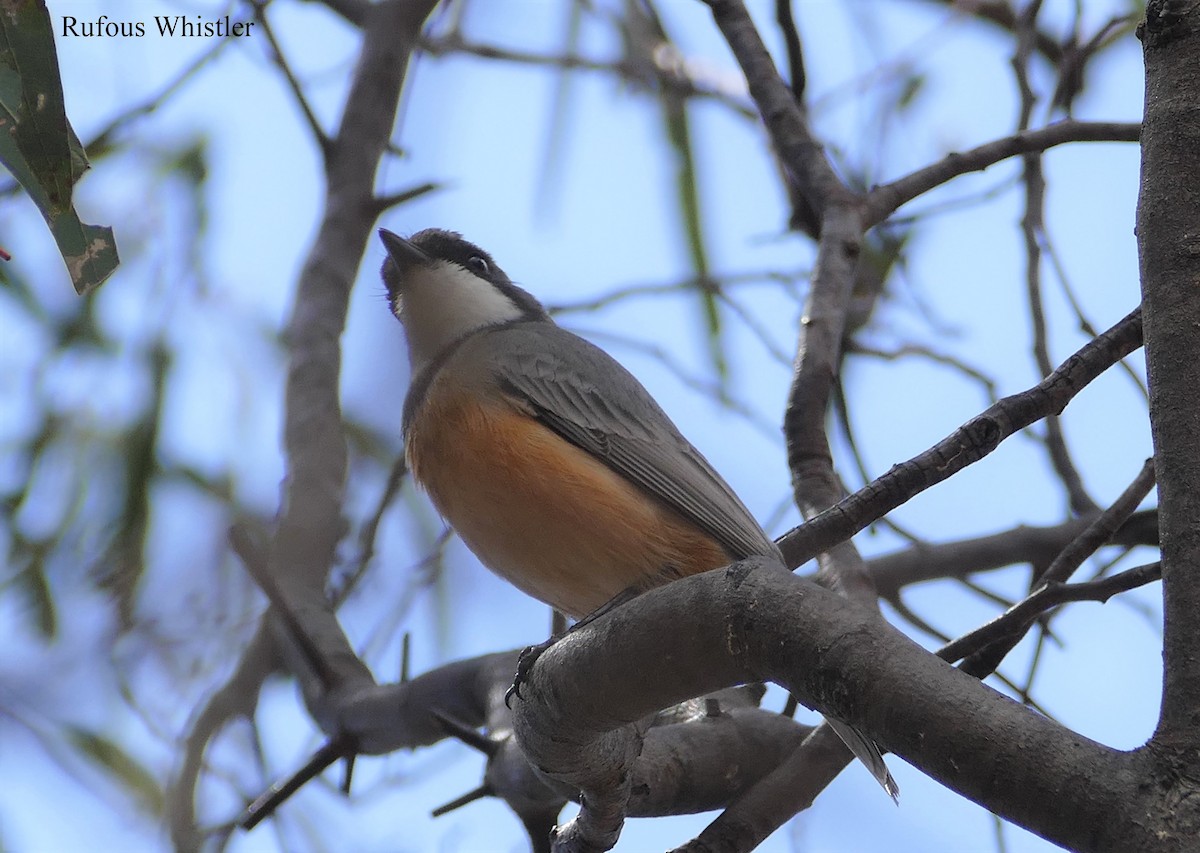 Rufous Whistler - ML182578091