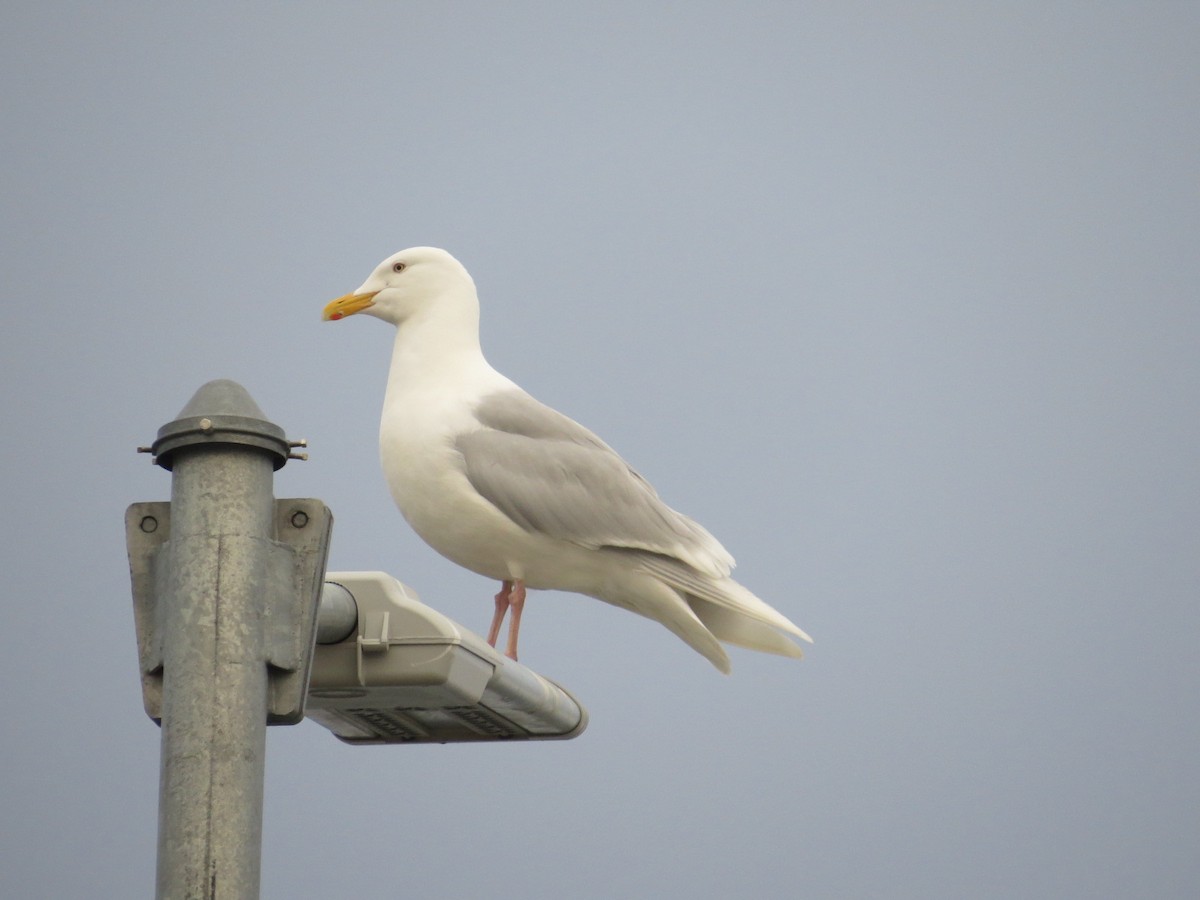 Glaucous Gull - ML182579331