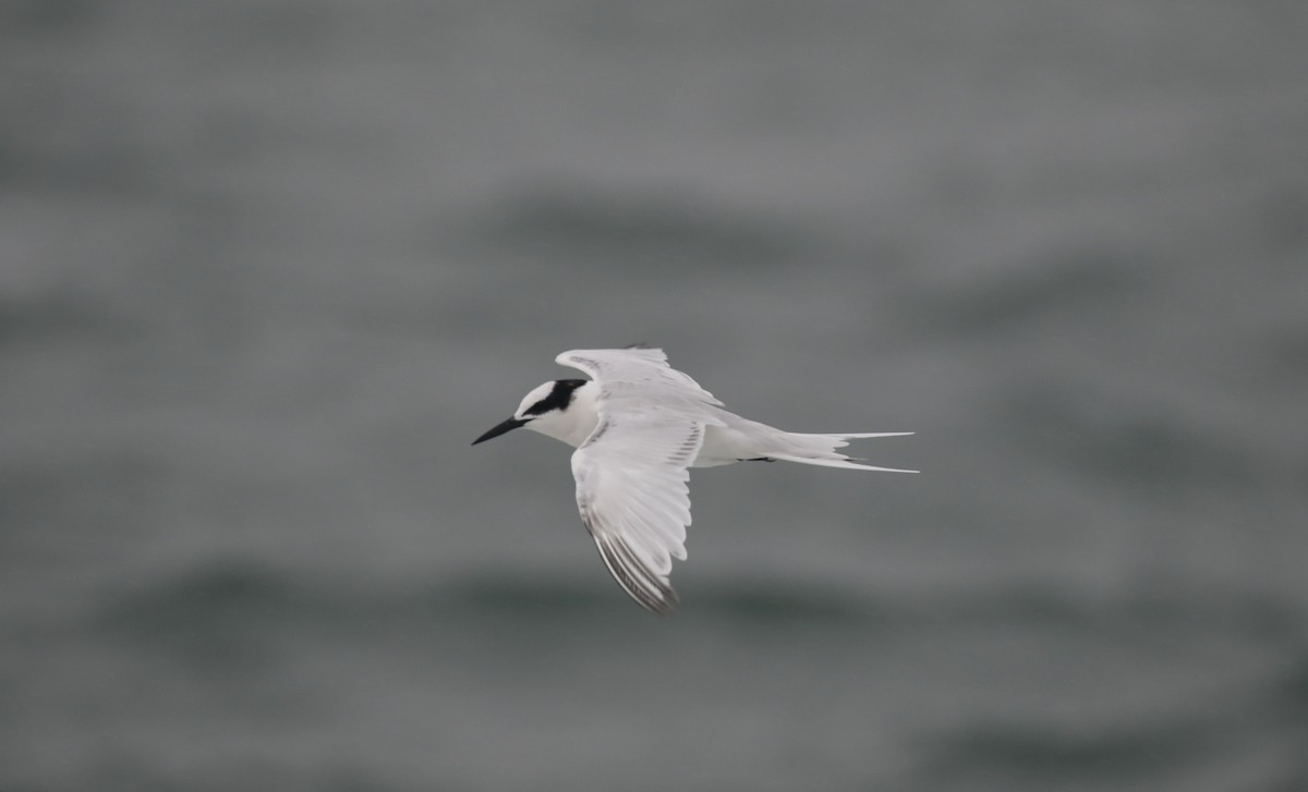 Black-naped Tern - ML182579561