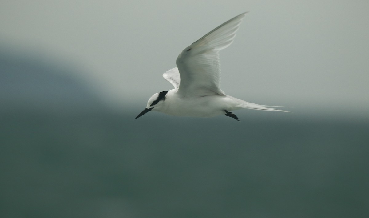 Black-naped Tern - Yotam Lehnardt