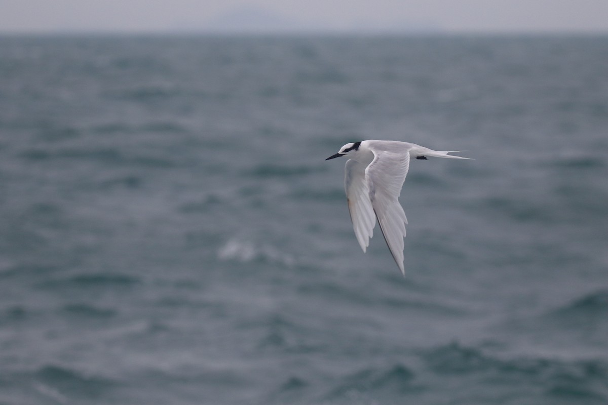 Black-naped Tern - ML182579581