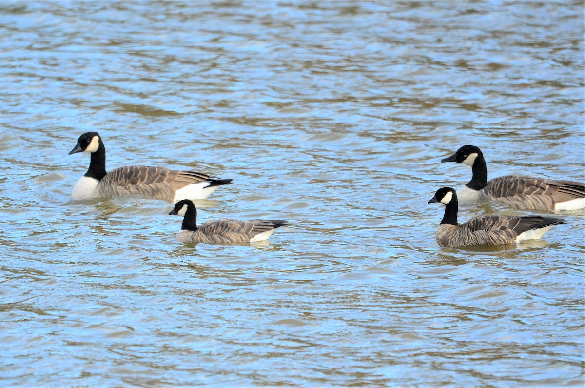 Cackling Goose - Mike Snable