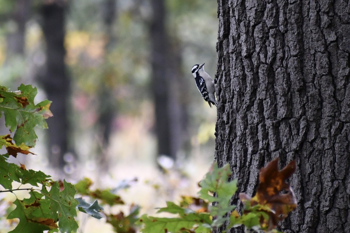 Downy Woodpecker - ML182580711