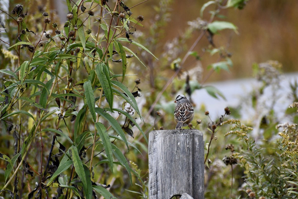 White-crowned Sparrow - ML182580841