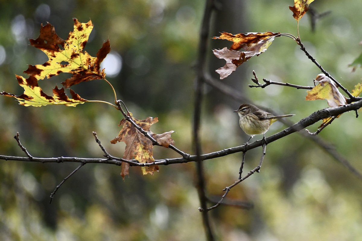 Palm Warbler - ML182580881