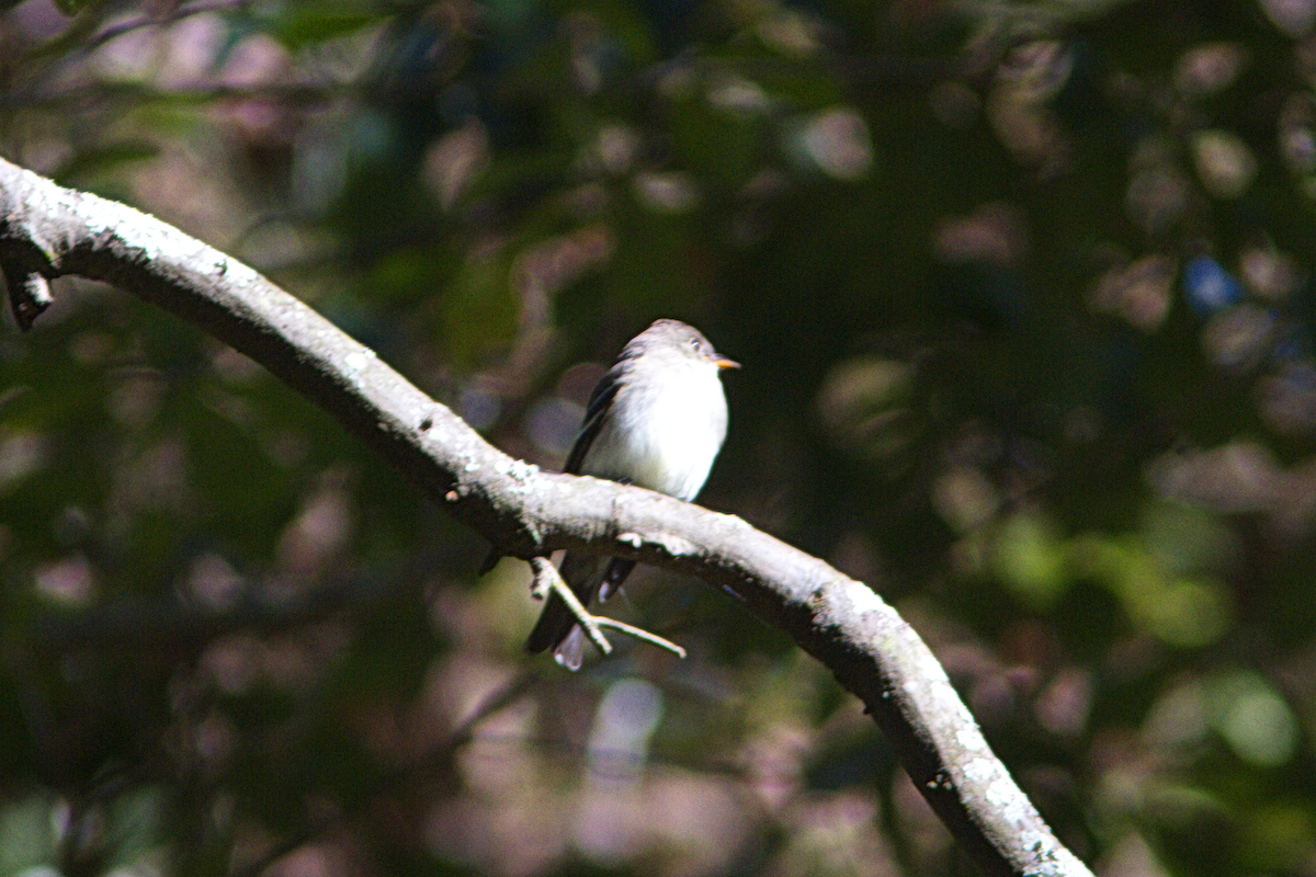 Eastern Wood-Pewee - ML182581421