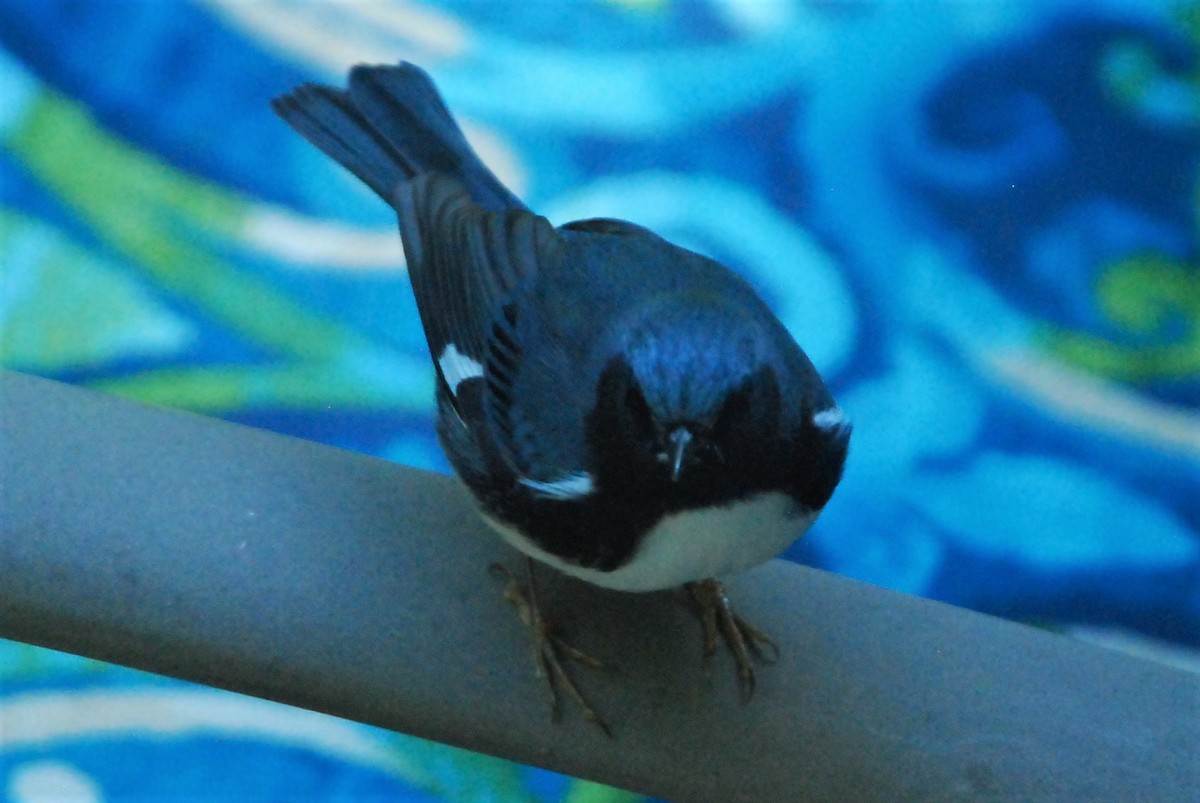 Black-throated Blue Warbler - ML182583261