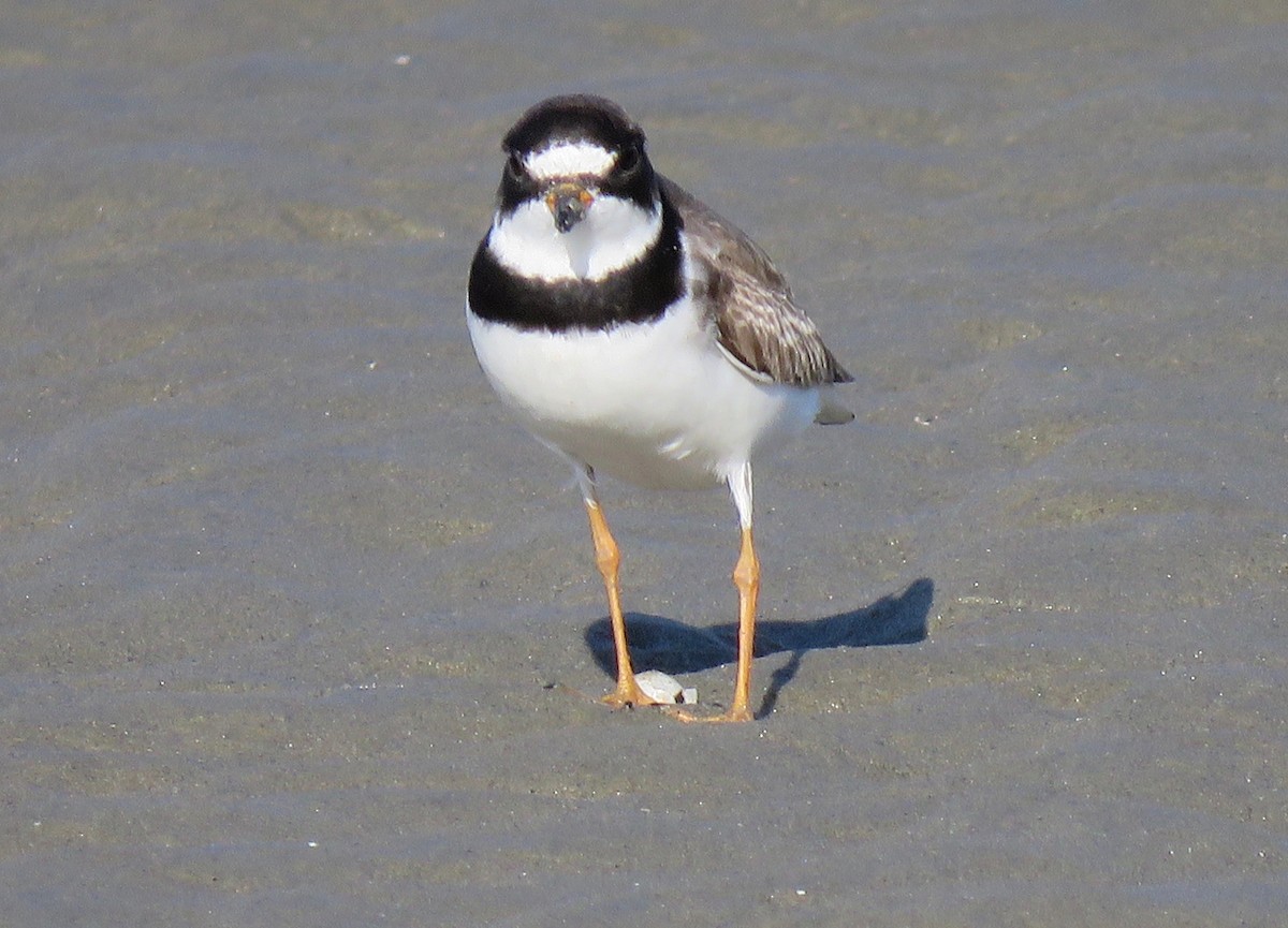 Semipalmated Plover - ML182585001