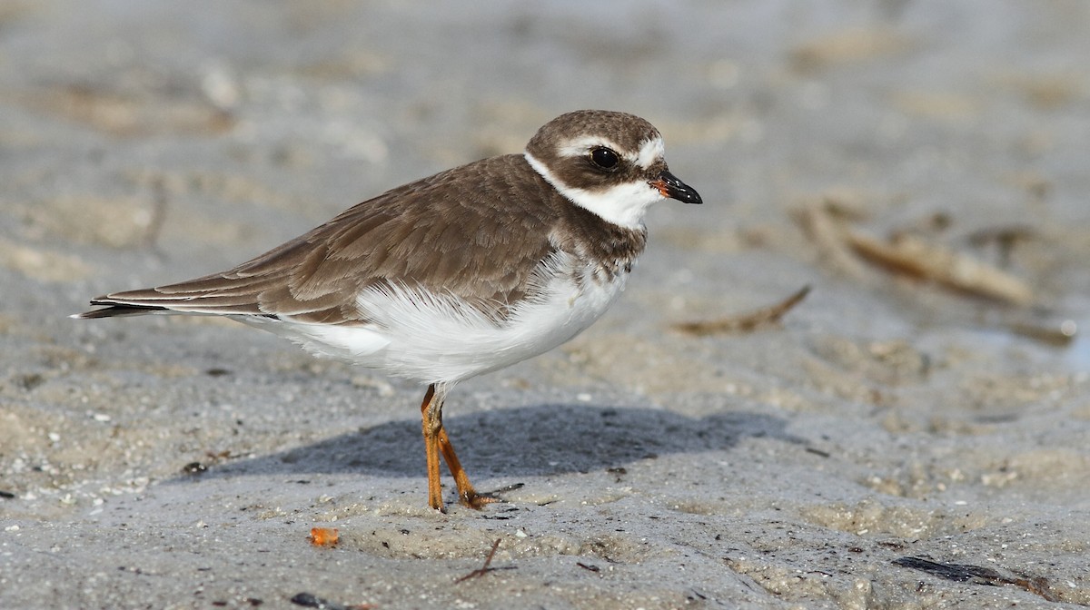 Semipalmated Plover - Vince Capp