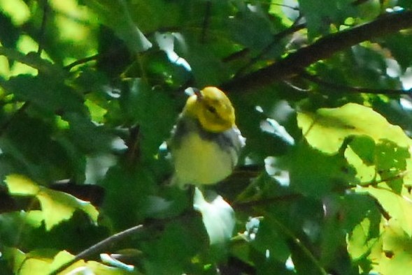 Black-throated Green Warbler - ML182586091