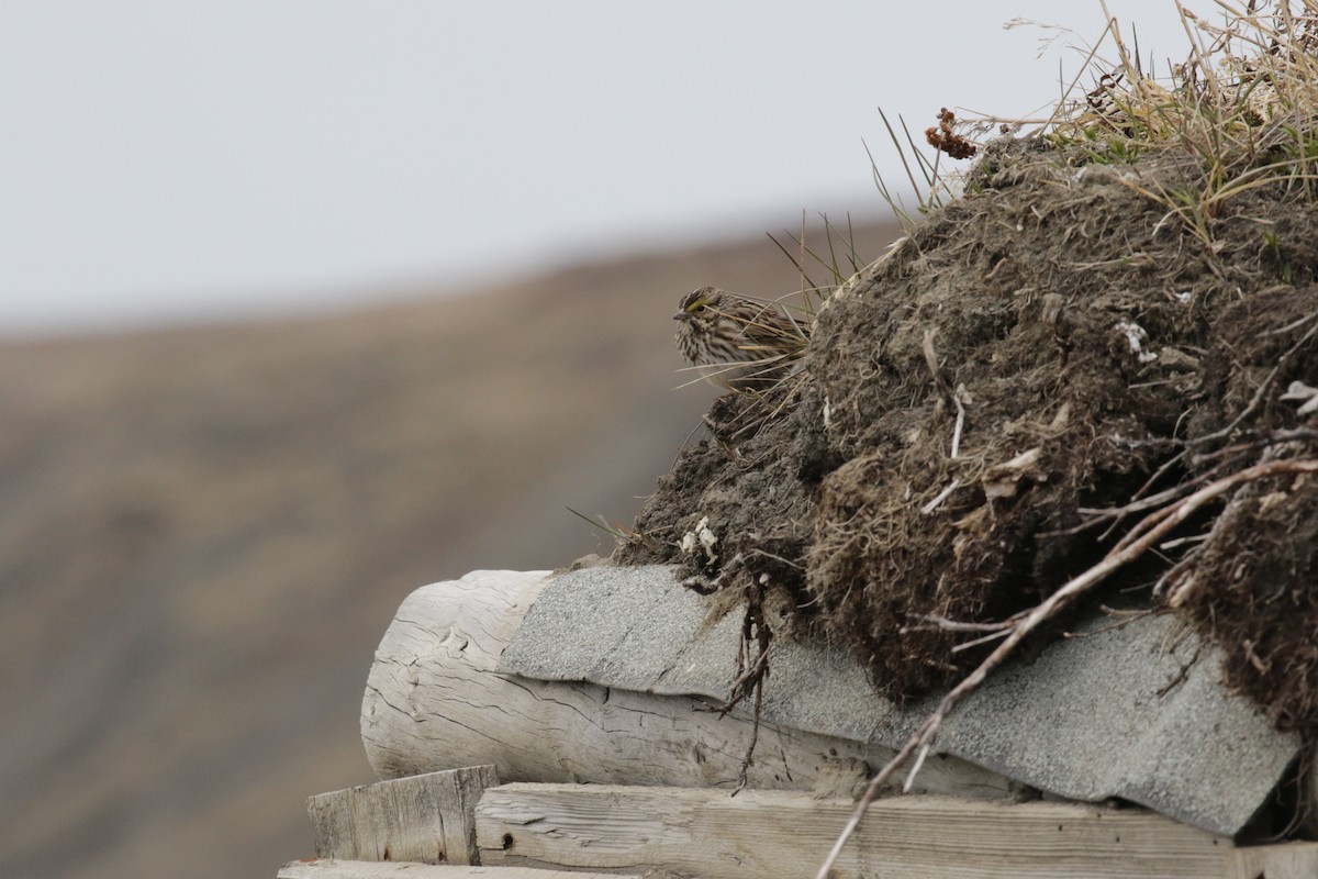 Savannah Sparrow - Cameron Eckert