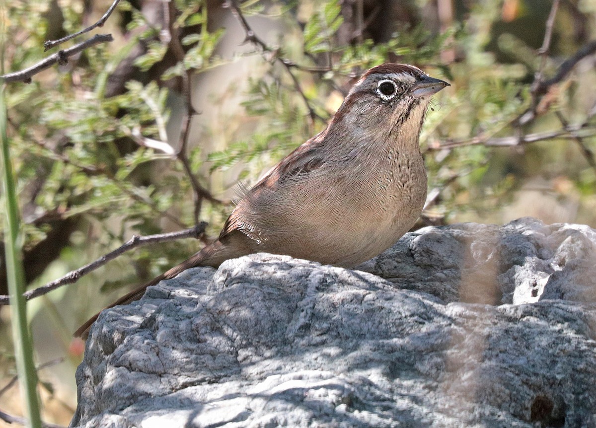 Rufous-crowned Sparrow - ML182588471