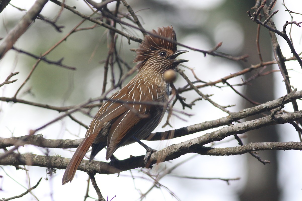 Striated Laughingthrush - ML182588791