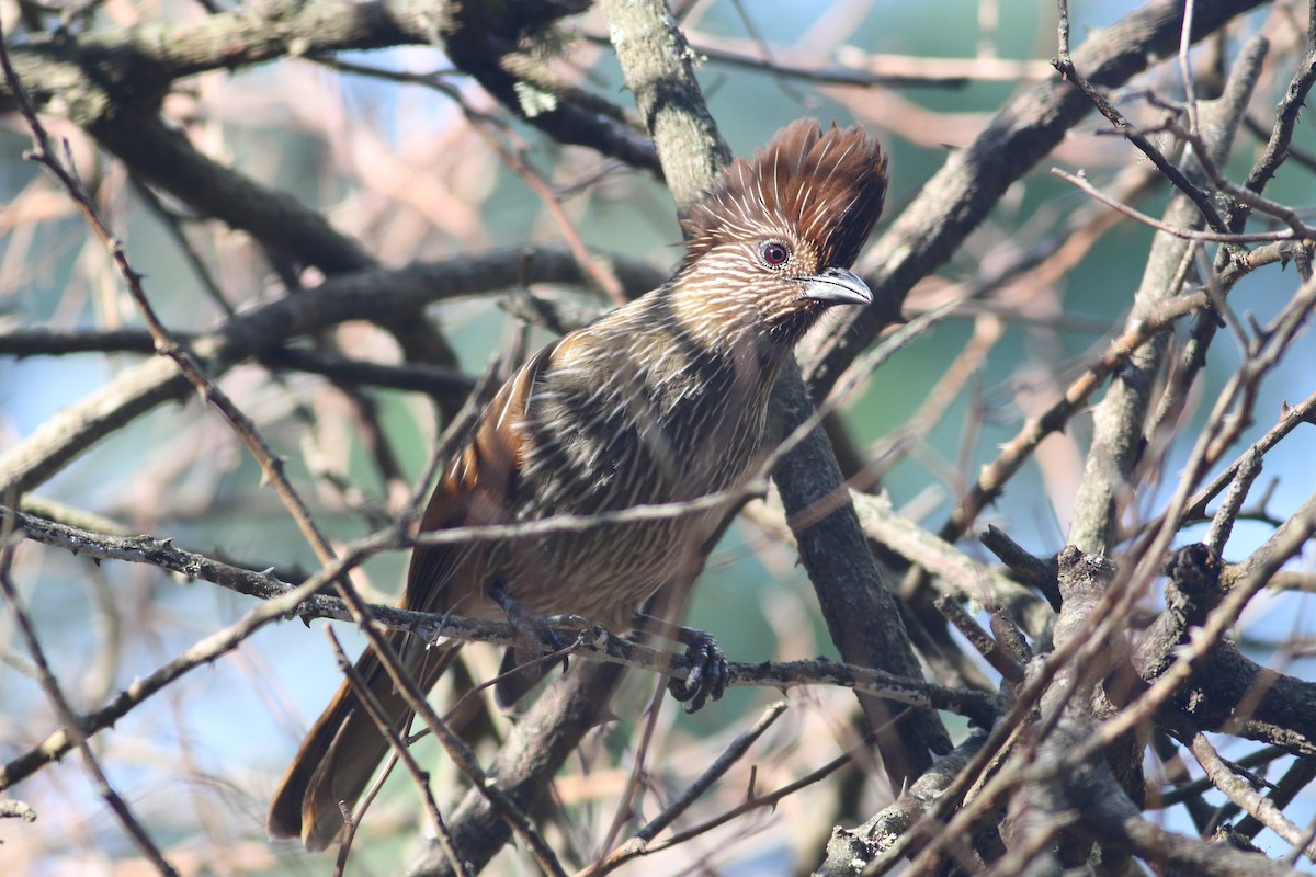 Striated Laughingthrush - ML182588831