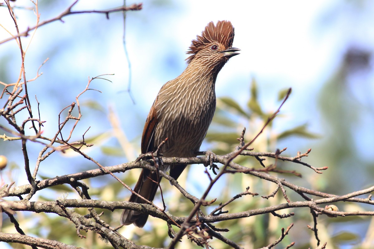 Striated Laughingthrush - ML182588891