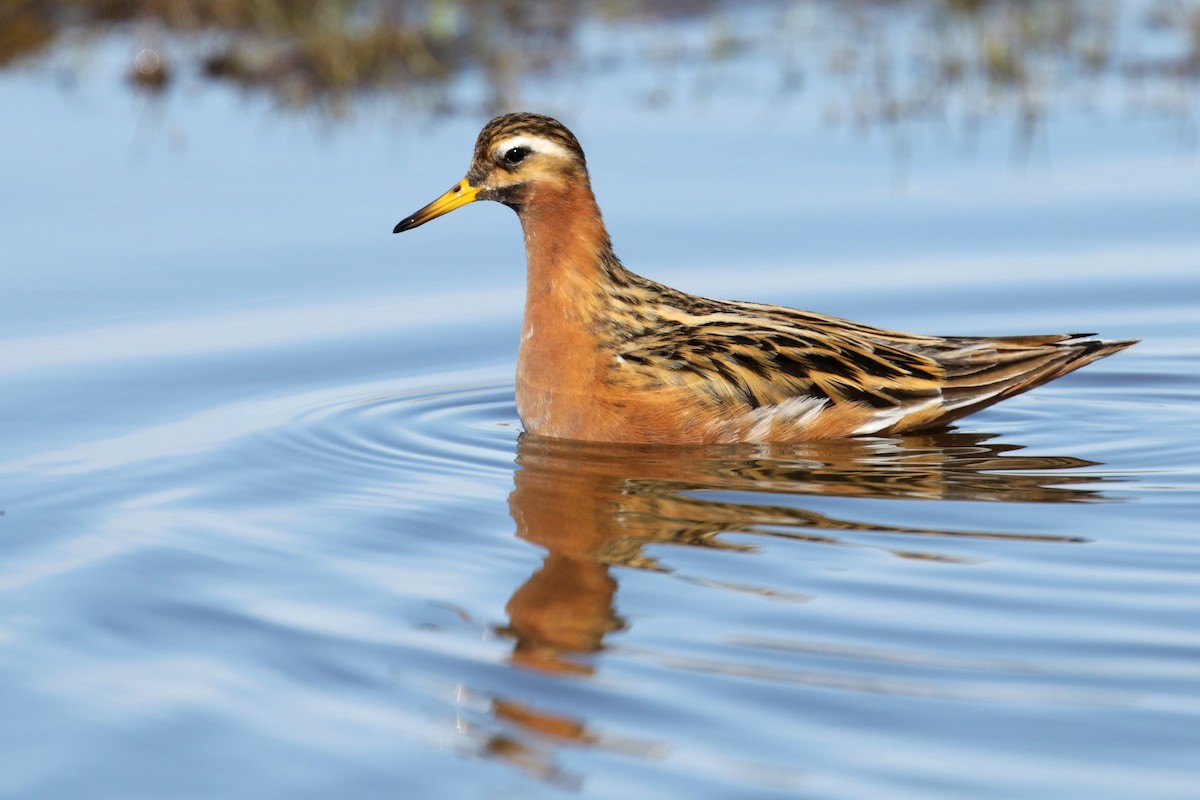 polarsvømmesnipe - ML182590441