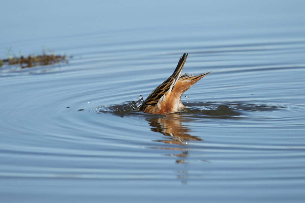 Phalarope à bec large - ML182590601