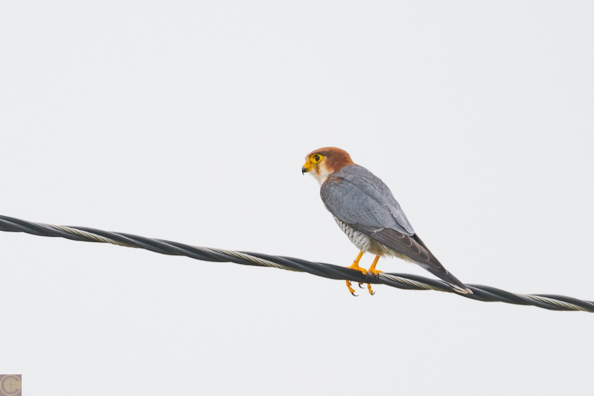 Red-necked Falcon - ML182590691