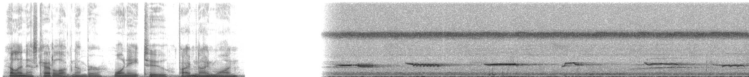 White-necked Thrush (Gray-flanked) - ML182591