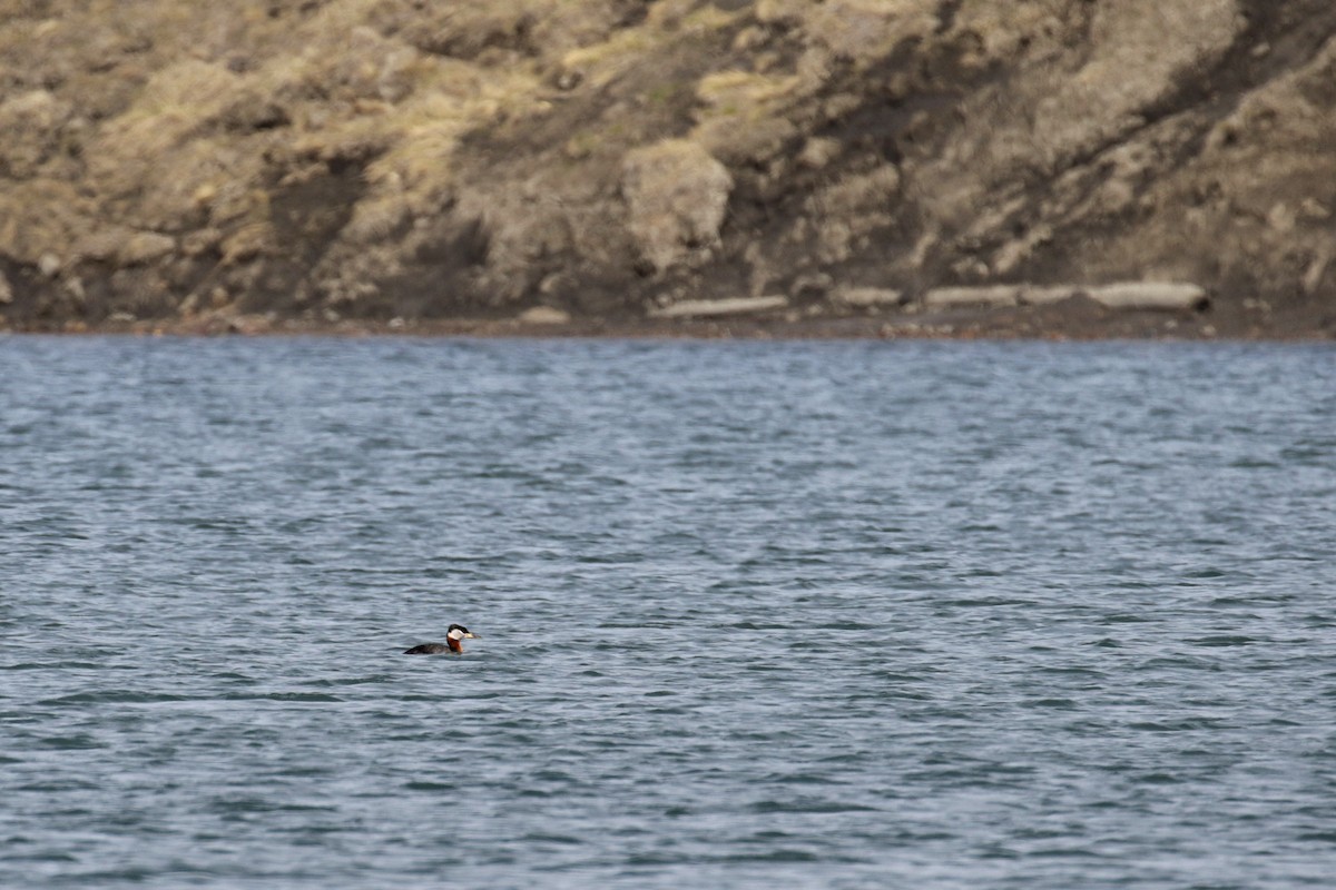 Red-necked Grebe - ML182592291