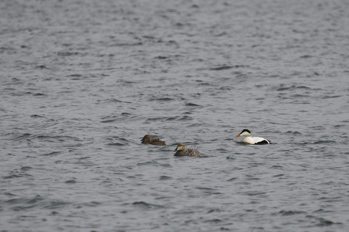 Eider à tête grise - ML182592351