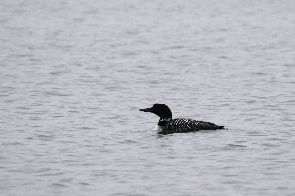 Plongeon huard - ML182592431