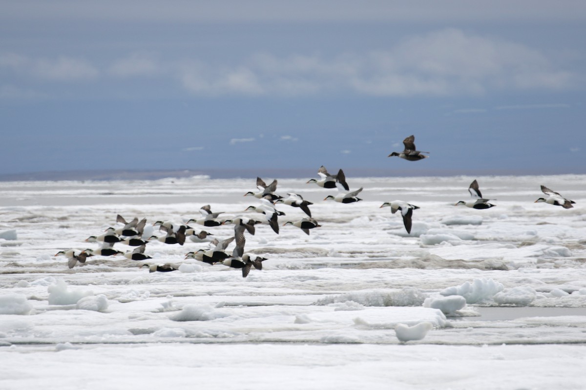 Common Eider - ML182593201