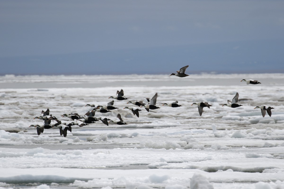 Common Eider - ML182593211