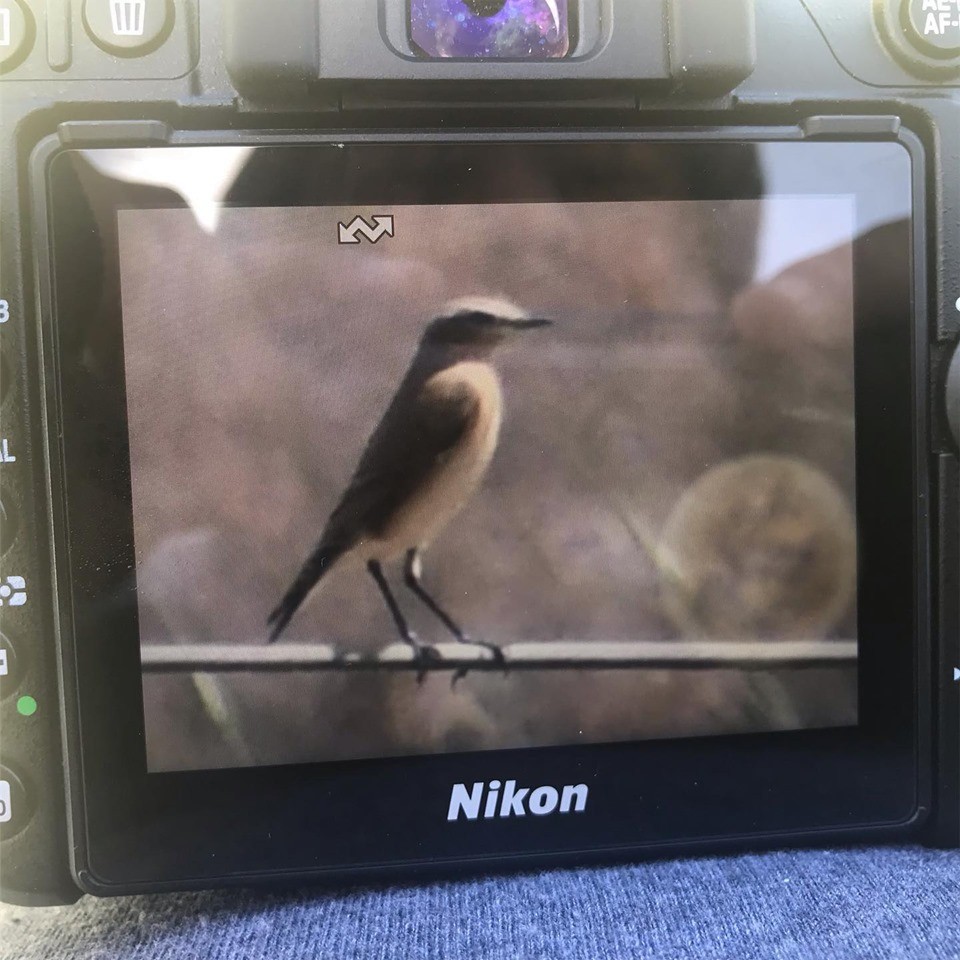 Northern Wheatear - ML182593571