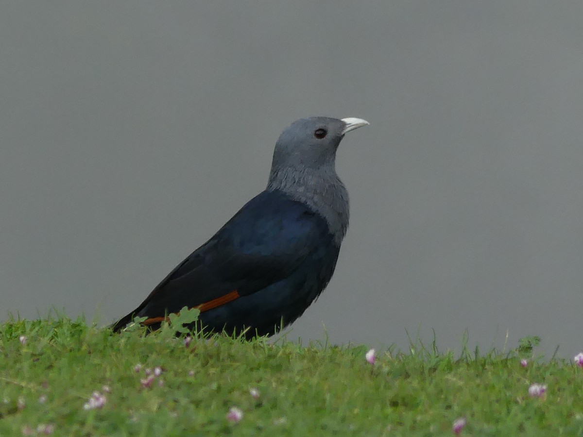 White-billed Starling - ML182593661