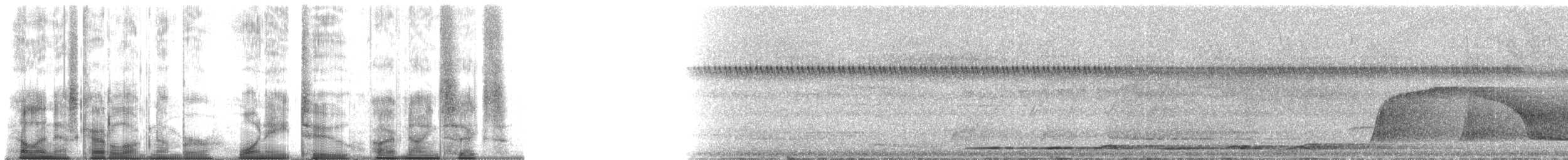 Benekli Yerçavuşu (macularius) - ML182596