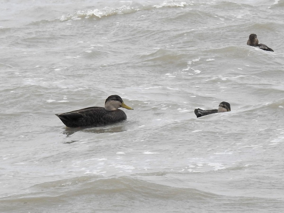 American Black Duck - Benoît Turgeon