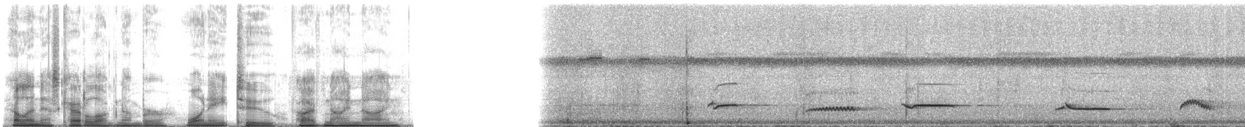 White-necked Thrush (Gray-flanked) - ML182599