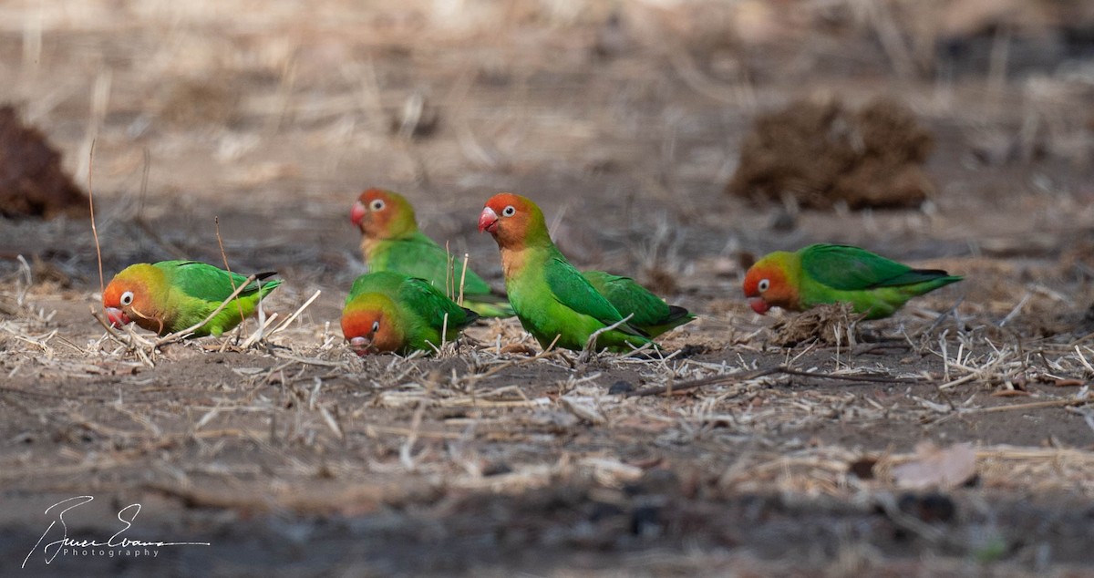 Lilian's Lovebird - Bruce Evans