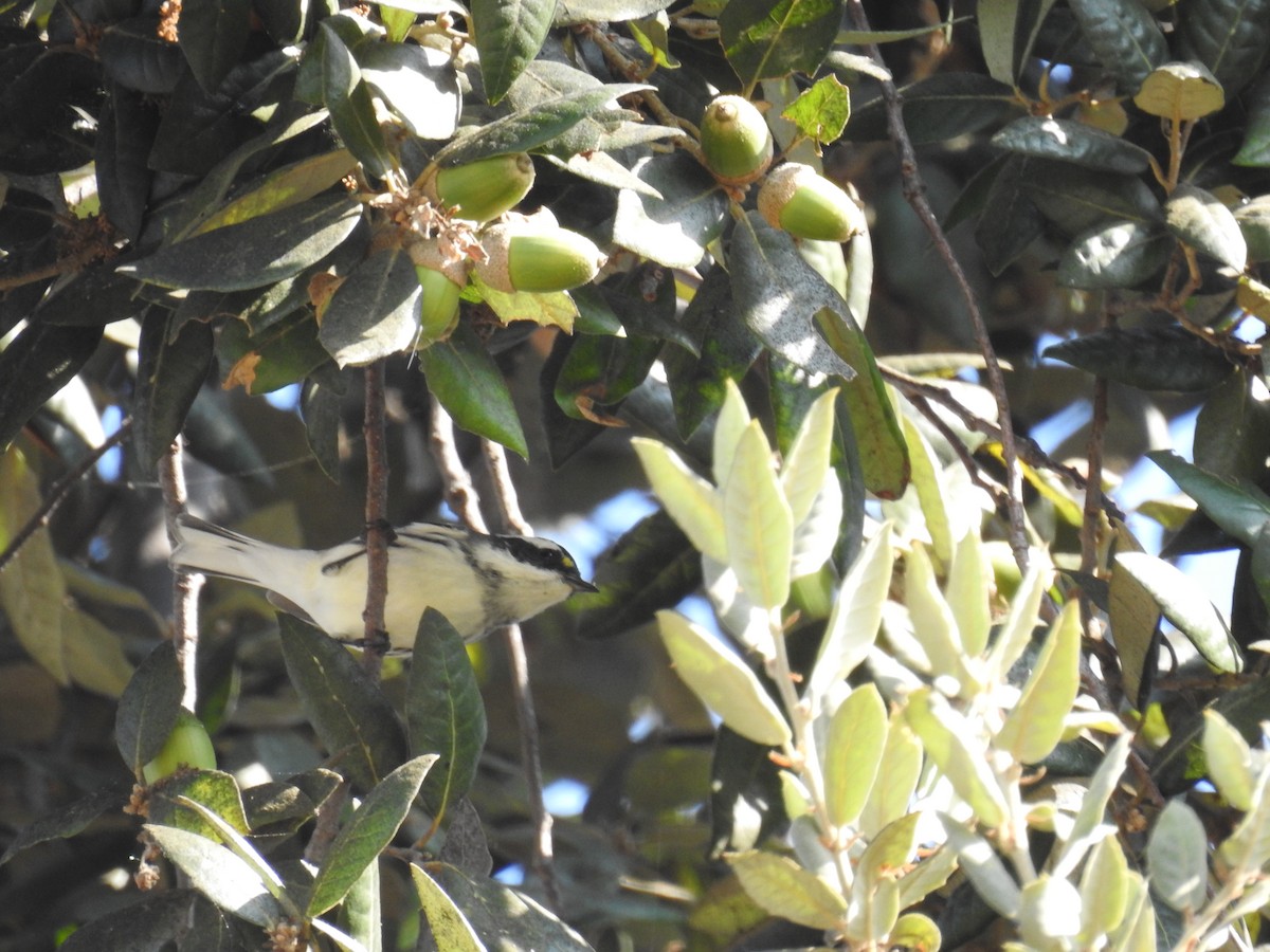 Black-throated Gray Warbler - James Maley