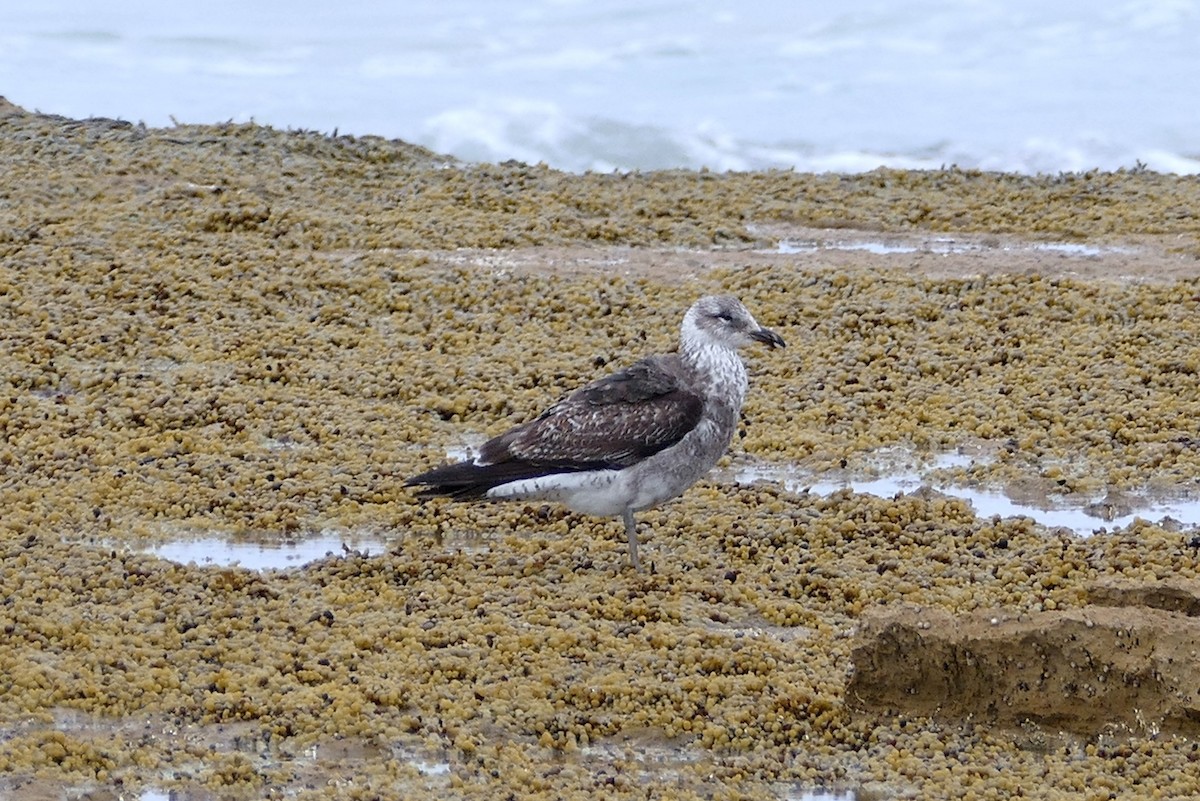 Kelp Gull - Karen Thompson