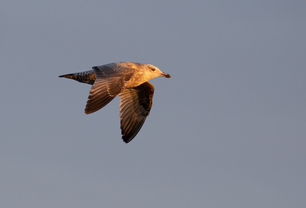 Herring Gull - Suzanne Labbé