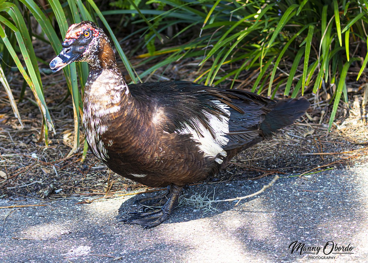 Muscovy Duck (Domestic type) - ML182602631