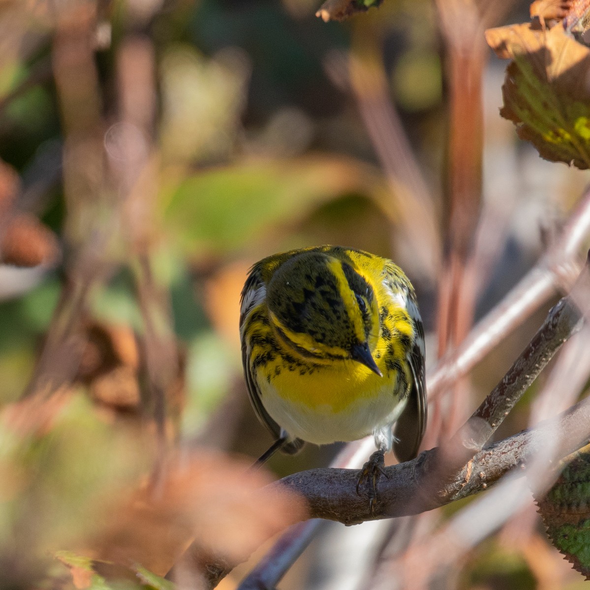 Townsend's Warbler - ML182604301