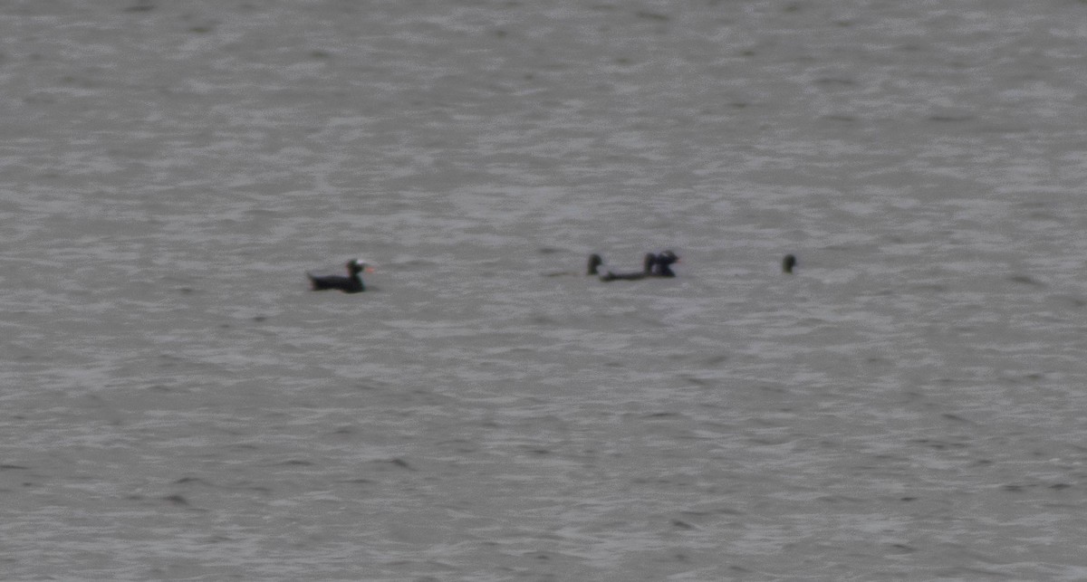 White-winged Scoter - ML182604721