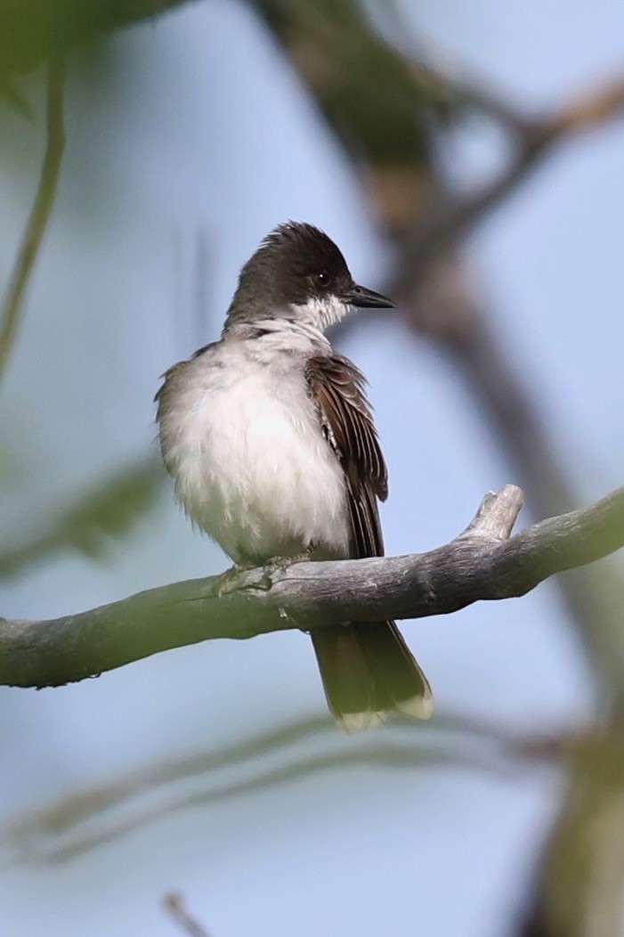 Eastern Kingbird - ML182605131