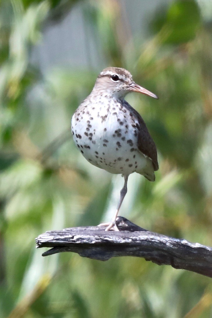 Spotted Sandpiper - ML182605161