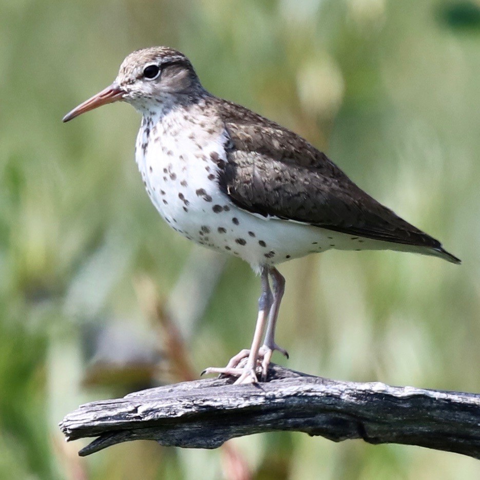 Spotted Sandpiper - ML182605171