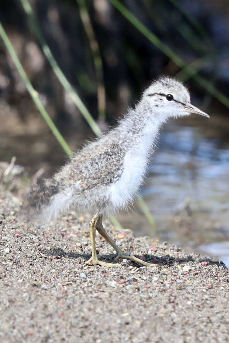 Spotted Sandpiper - ML182605211