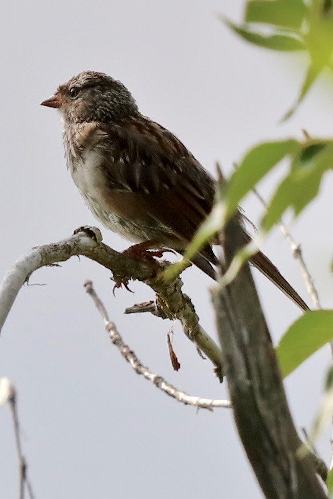 White-crowned Sparrow - ML182605281